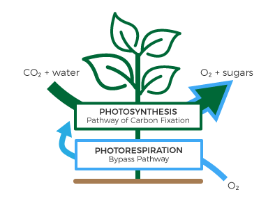 Genetically modified plant with a bypass route for photorespiration